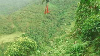 Colombià en el Bosc per a Donar a la Llengua i Follar amb Desconeguts Sexe a Canvi De l&#039;Ajuda Financera.